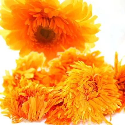 High Quality Calendula Herbal Dry Flowers Tea