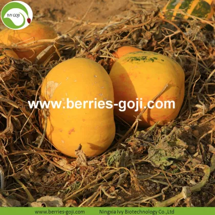 Supply Bulk Nutrition Dried Nut Pumpkin Kernels