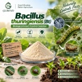 Bacillus thuringiensis (Bt) مسحوق مبيد حشري ميكروبي للزراعة