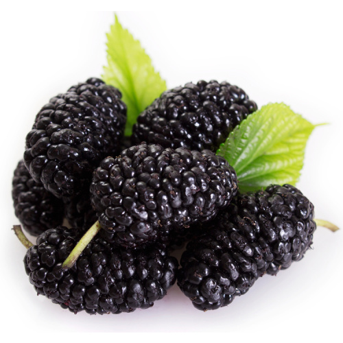 Natural Mulberry Fruit Extract Powder for Health Supplement
