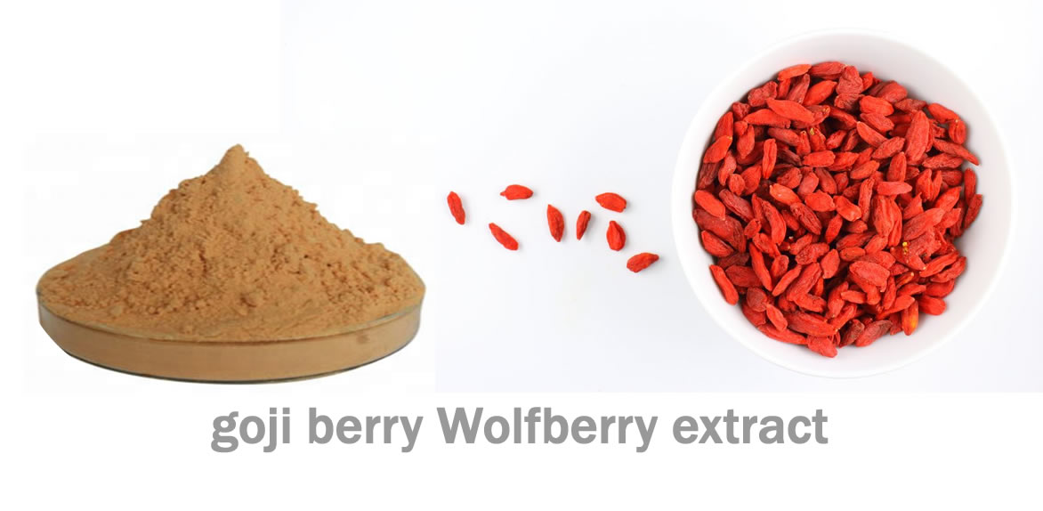 Wholesales Black Goji Berry Extract Powder