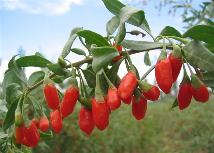 Ningxia Harga Rendah Tanaman Baru goji berry