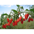 Ningxia Low Price New Crop goji berry