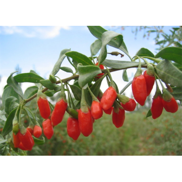 Ningxia  Low Price New Crop goji berry