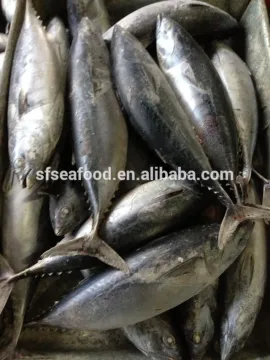 seafood frozen bonito tuna fish