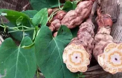 He shou wu essential oil Fo-Ti price fleece flower root