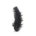 Venta caliente Coloful Goose Feather