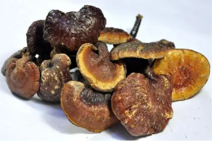 Natural High Quality lucid ganoderma extract