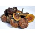 Best Quality Polysaccharide Reishi Extract Natural High Quality lucid ganoderma extract Supplier