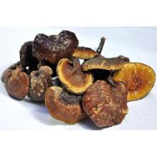 Best Quality Polysaccharide Reishi Extract Natural High Quality lucid ganoderma extract Supplier