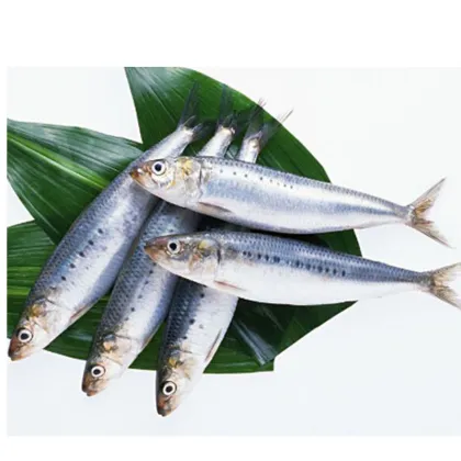 frozen best sardine frozen fresh sardine