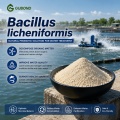 مسحوق بروبيوتيك Bacillus licheniformis