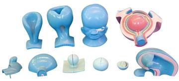 The occurrence of eyeballs (7 components)