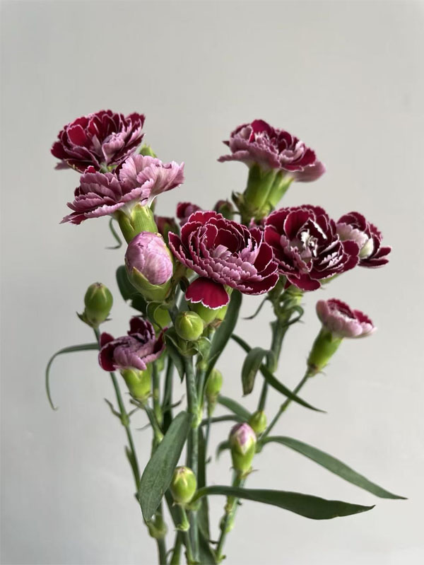 Spray carnation Butterfly5