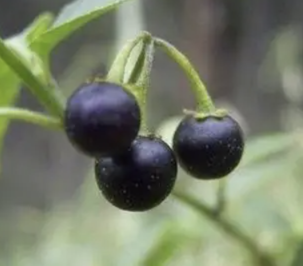 Botanical Extract Supplier