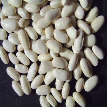 baishake white kidney bean