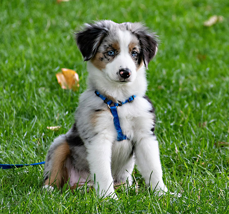 Title: The Sensory Enchantment of Squeaky Dog Rubber Toys: A Delightful Experience for Your Pup