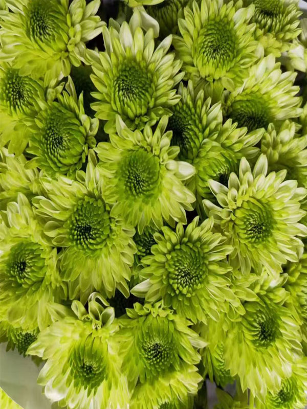 Green Cocoa pompon chrysanthemum4