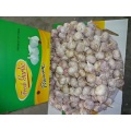 2020 Fresh Normal Garlic In Carton