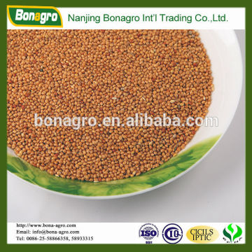 chinese yellow millet in husk machine clean quality