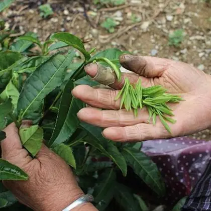 OEM Loose Bulk Premium Handmade Black Tea