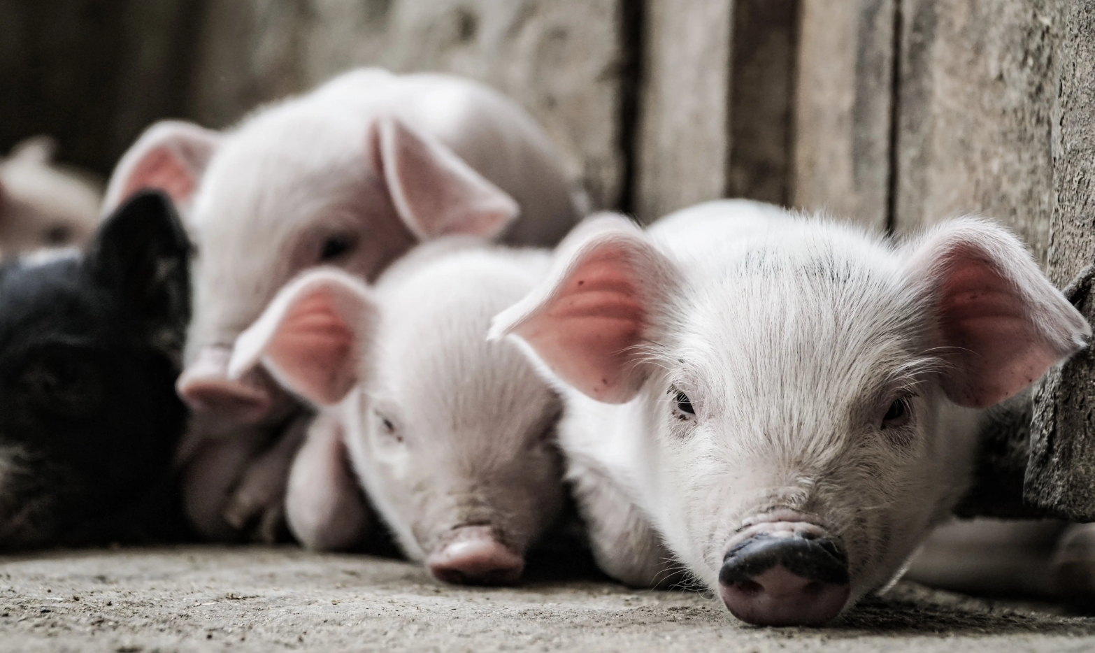 swine ultrasound machine