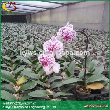 Wholesale orchid flowers Taiwan orchid seedling orchid supply