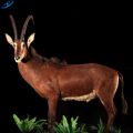 Model rusa animatronik ukuran hidup untuk pertunjukan