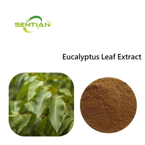 Hagh quality Eucalyptus Globulus Extract