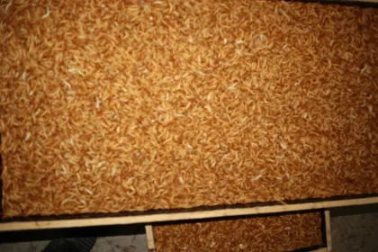 High Protein Foods To Feed Dogs