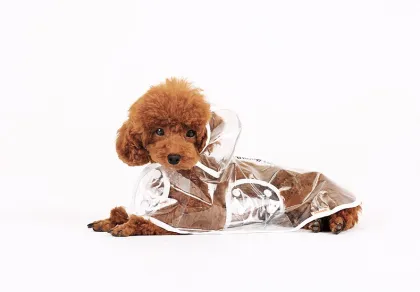 Dog Clothes transparent raincoat dog raincoat with hood