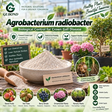 Agrobacterium radiobacterium Microbial Powder للتحكم الحيوي في Crown Gall