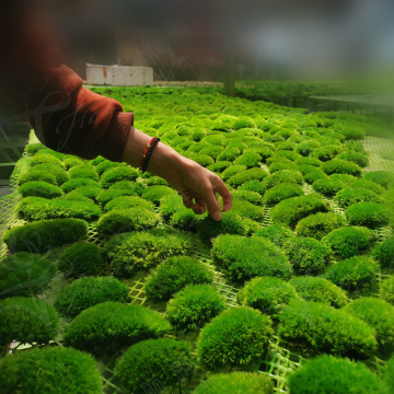 Custom Size Natural Moss Paintings with Wooden Frames