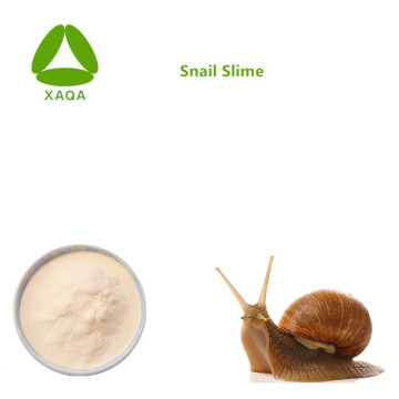 Skin Care Anti-Wrinkle Materials Snail Slime Extract Powder