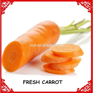 fresh carrot exporters