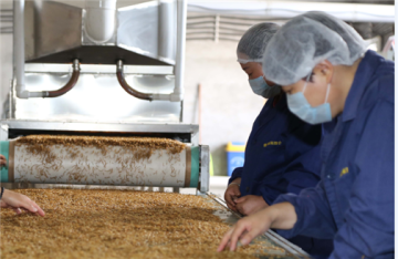 Nutrition Yellow Dried Mealworm
