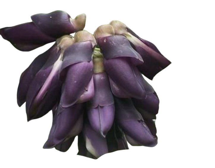 Mucuna Extract L-DOPA Powder