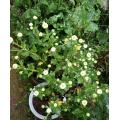 লণ্ঠন স্প্রে সাদা chrysanthemum