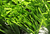 artificial grass for football,artificial turf