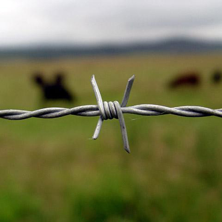 barbed wire