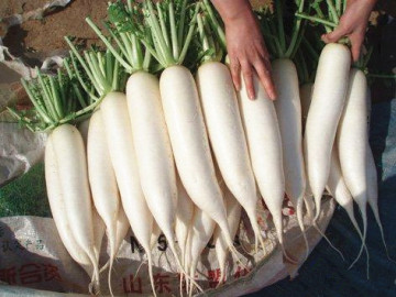 2014 High Quality White Radish