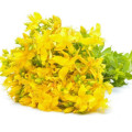 Hochwertiger Forsythien Fructus St. Johns Würzeextrakt