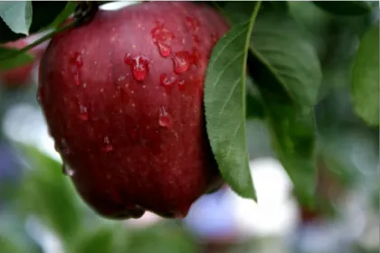 New season tianshui huaniu apple price to bangladesh