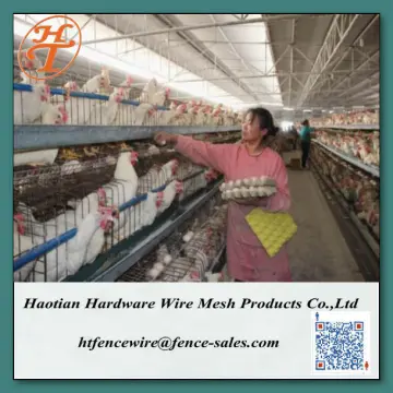 layer poultry cages for kenya farms