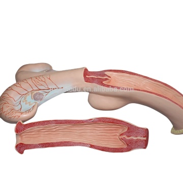 Plastic Cow Uterus Model for Veterinary Anatomy