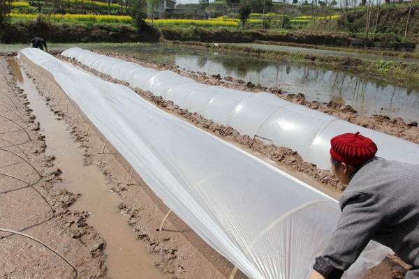 Biodegradeable Weed Control Mulch Film