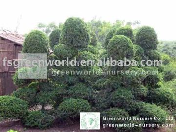 Carmona Microphylla nursery big size