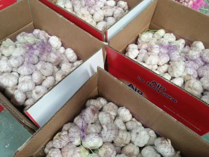 New Crop Global Gap Certificated Fresh White Garlic