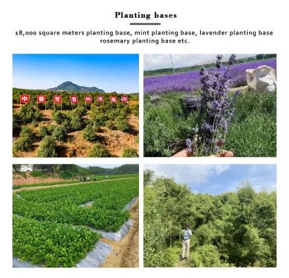 Westin White Tea Fragrance Perfume Oil for Hotel Scent