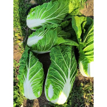 Goog Quality Fresh Chinese Cabbage